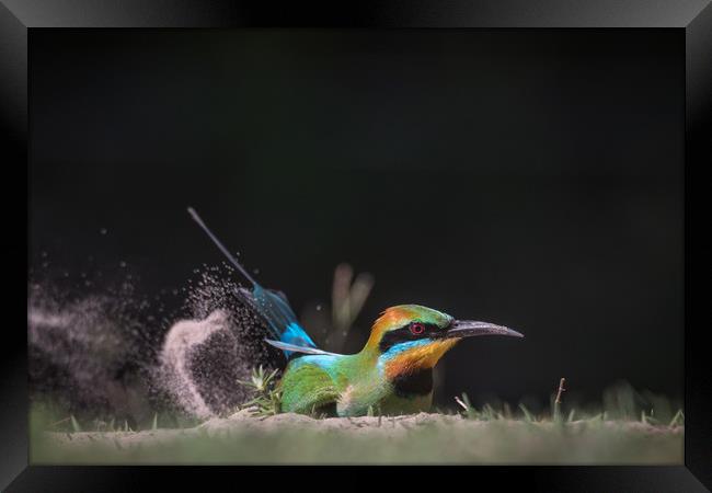 Rainbow Bee-eater Framed Print by Pete Evans