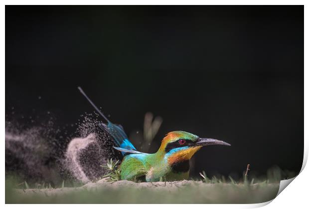 Rainbow Bee-eater Print by Pete Evans