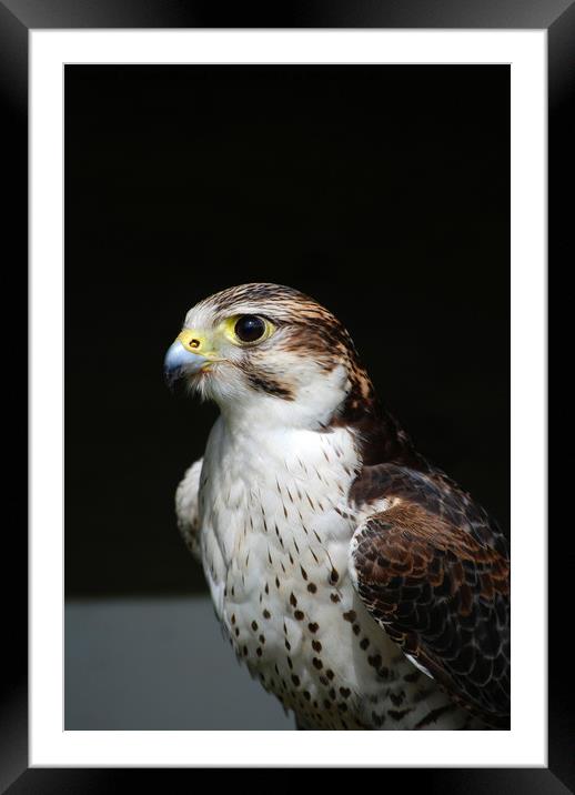 prairie falcon Framed Mounted Print by Kevin Britland