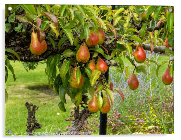 Pears on a Pear Tree Acrylic by Angela Cottingham
