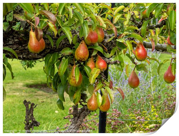 Pears on a Pear Tree Print by Angela Cottingham