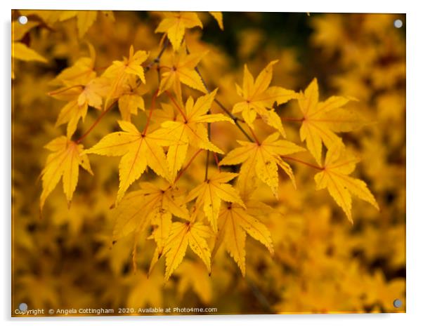 Yellow Leaves Acrylic by Angela Cottingham