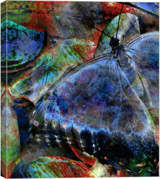 butterfly on fruit 2 - abstract Canvas Print by Heather Newton