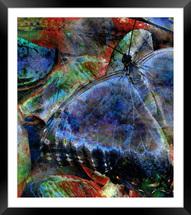 butterfly on fruit 2 - abstract Framed Mounted Print by Heather Newton