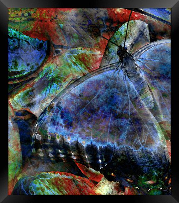 butterfly on fruit 2 - abstract Framed Print by Heather Newton