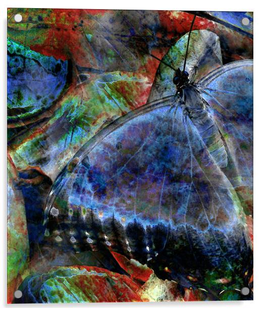 butterfly on fruit 2 - abstract Acrylic by Heather Newton