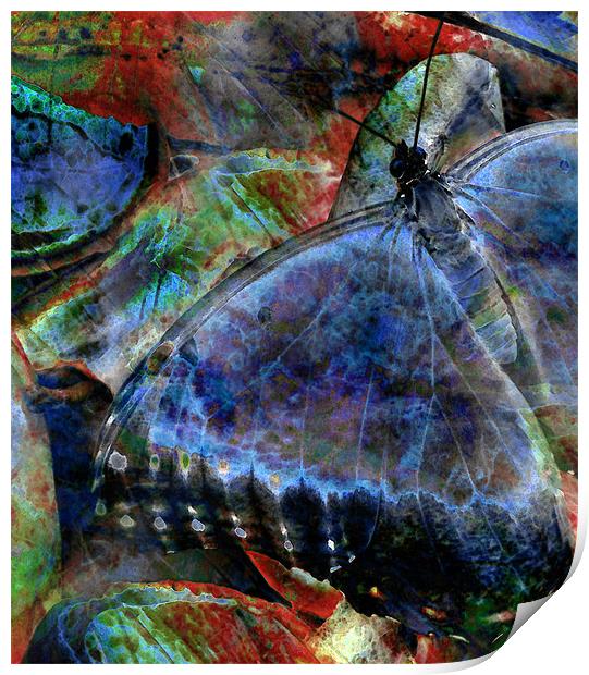 butterfly on fruit 2 - abstract Print by Heather Newton