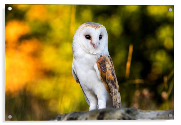 Barn Owl Acrylic by Paul Macro