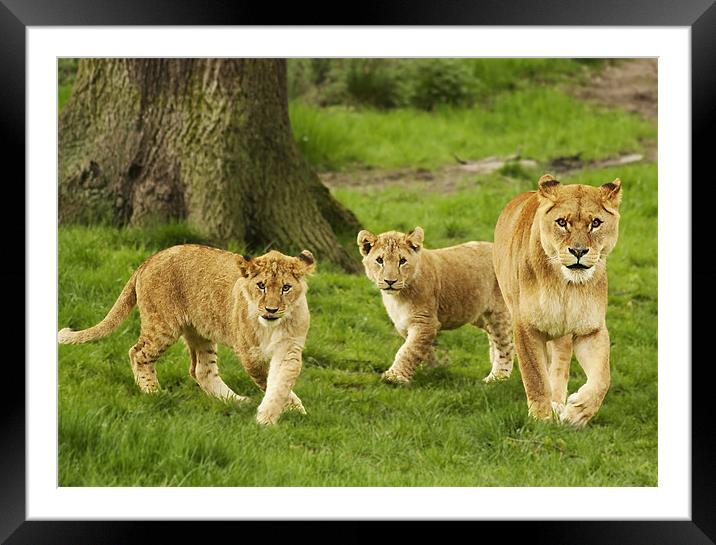 Lioness and Cubs Framed Mounted Print by Joanne Wilde