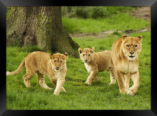 Lioness and Cubs Framed Print by Joanne Wilde