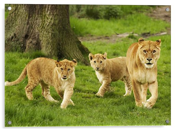 Lioness and Cubs Acrylic by Joanne Wilde