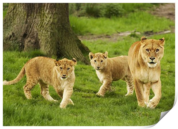 Lioness and Cubs Print by Joanne Wilde