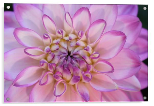 Flower begins to bloom to reveal its true beauty Acrylic by Julie Tattersfield