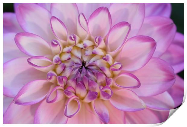 Flower begins to bloom to reveal its true beauty Print by Julie Tattersfield