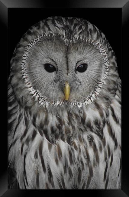 Ural Owl Framed Print by Christine Jeffrey