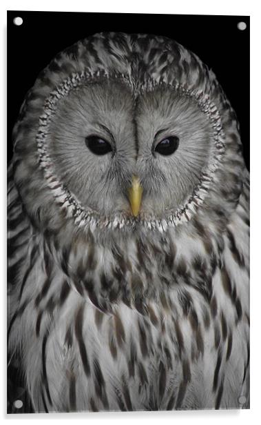 Ural Owl Acrylic by Christine Jeffrey