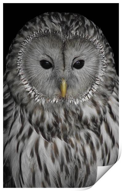 Ural Owl Print by Christine Jeffrey