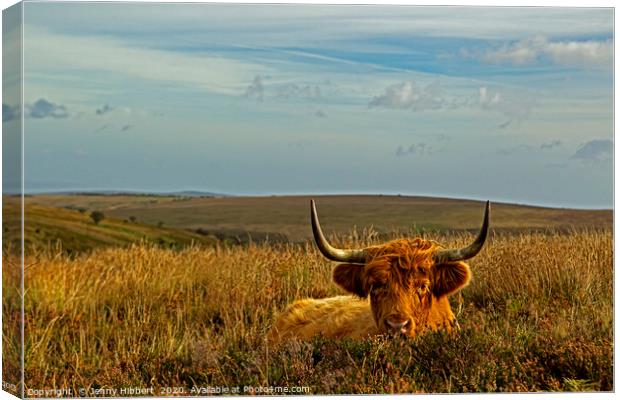 Exmoor Highland cow lying in the grasses Canvas Print by Jenny Hibbert