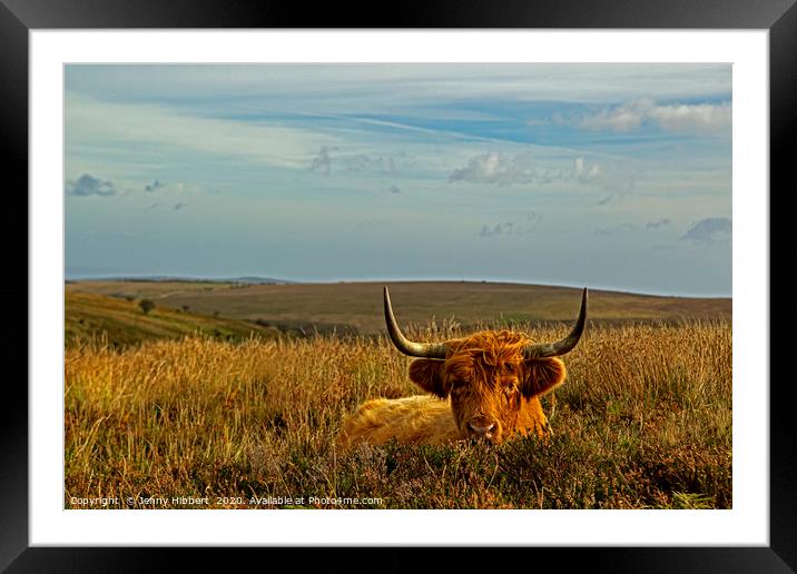 Exmoor Highland cow lying in the grasses Framed Mounted Print by Jenny Hibbert