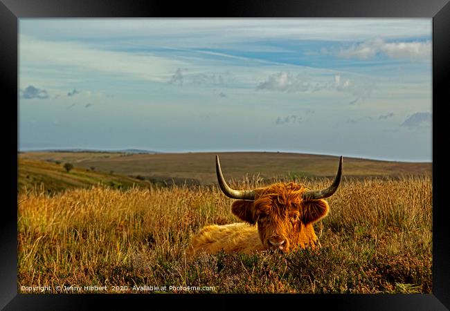 Exmoor Highland cow lying in the grasses Framed Print by Jenny Hibbert