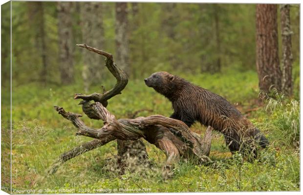Wolverine in tundra Finland Canvas Print by Jenny Hibbert