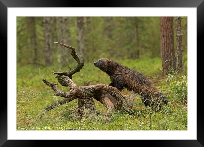 Wolverine in tundra Finland Framed Mounted Print by Jenny Hibbert