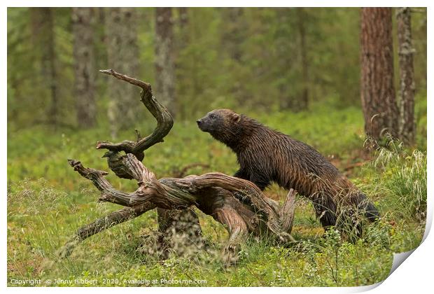 Wolverine in tundra Finland Print by Jenny Hibbert