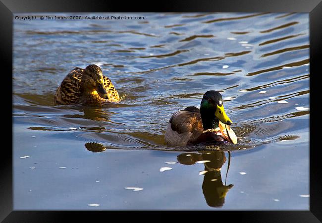 A pair of Mallard Ducks out swimming Framed Print by Jim Jones