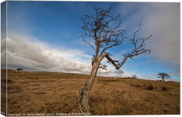 Trees on top of Ystradfellte in the Brecon beacons Canvas Print by Jenny Hibbert