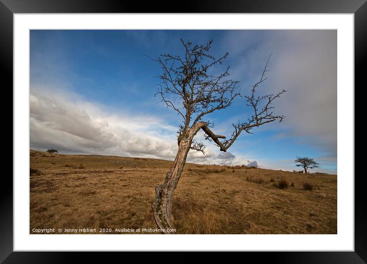 Trees on top of Ystradfellte in the Brecon beacons Framed Mounted Print by Jenny Hibbert
