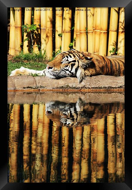 Tiger, Tiger Framed Print by Chris Turner