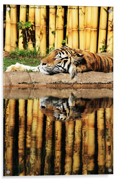 Tiger, Tiger Acrylic by Chris Turner