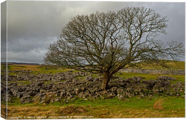 Large tree growing in the limestone above Ystradfe Canvas Print by Jenny Hibbert