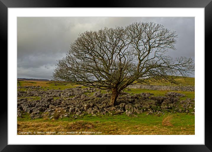 Large tree growing in the limestone above Ystradfe Framed Mounted Print by Jenny Hibbert