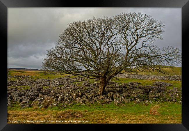 Large tree growing in the limestone above Ystradfe Framed Print by Jenny Hibbert