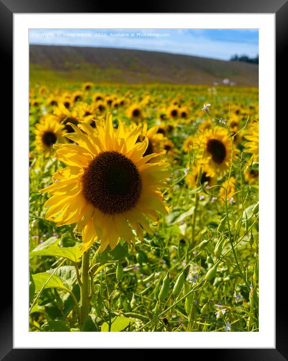 Sunflower field Framed Mounted Print by Kevin Winter