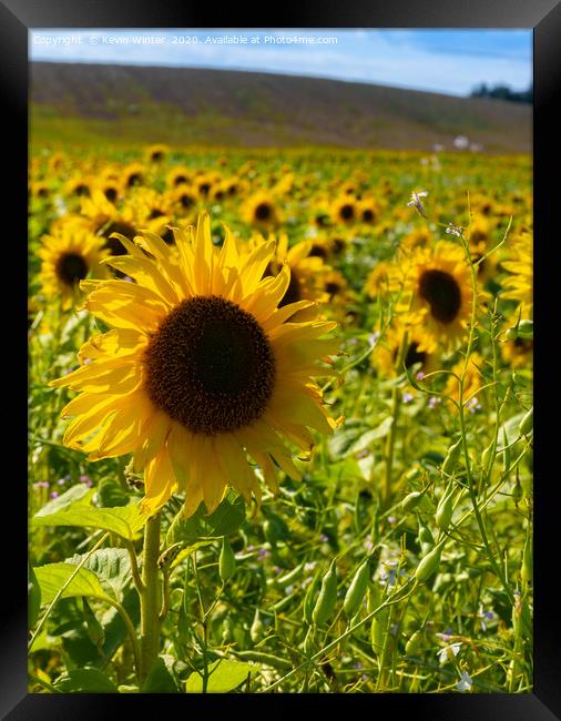 Sunflower field Framed Print by Kevin Winter