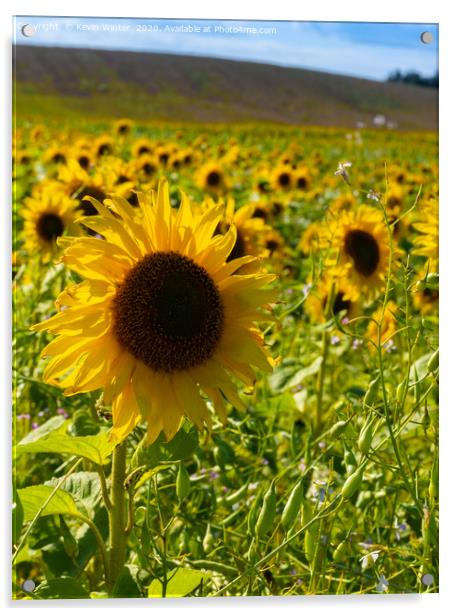 Sunflower field Acrylic by Kevin Winter