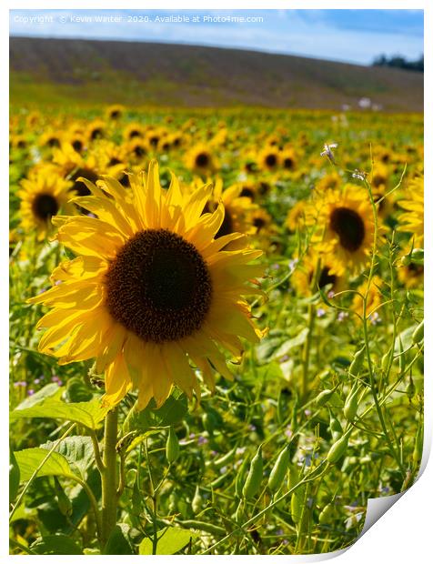 Sunflower field Print by Kevin Winter