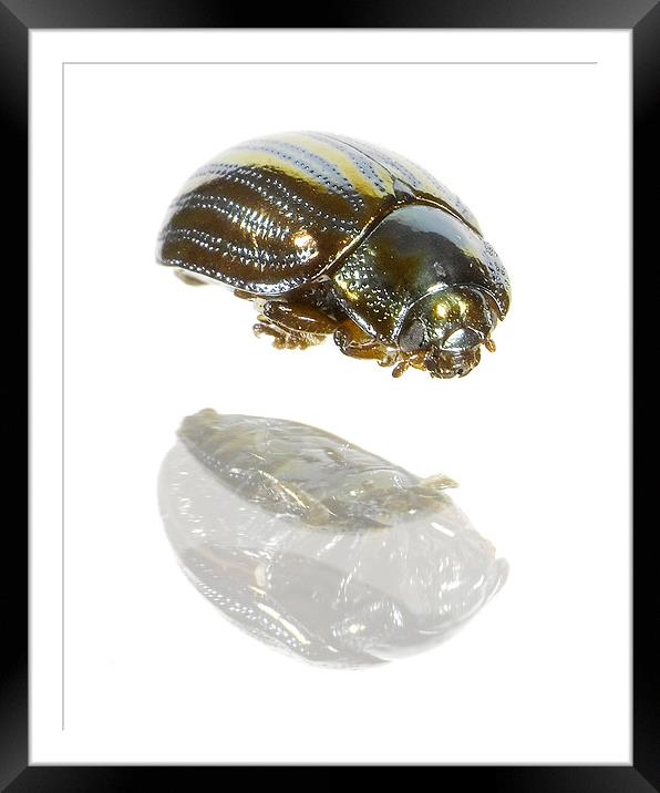 Dead Beetle Framed Mounted Print by andrew sessions