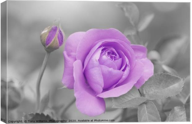 Lilac Rose Canvas Print by Tony Williams. Photography email tony-williams53@sky.com