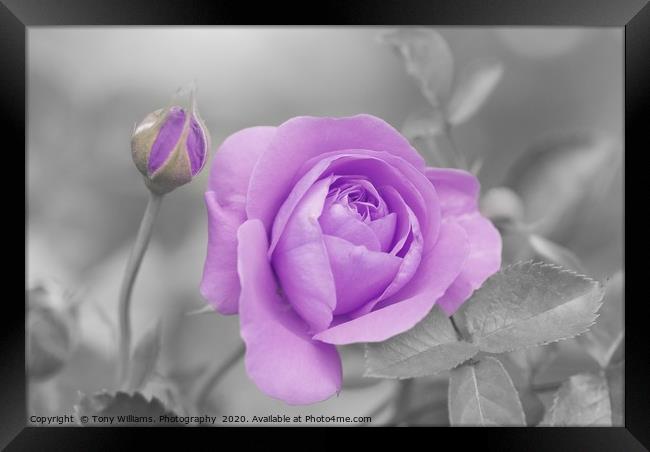 Lilac Rose Framed Print by Tony Williams. Photography email tony-williams53@sky.com