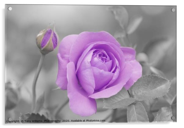 Lilac Rose Acrylic by Tony Williams. Photography email tony-williams53@sky.com