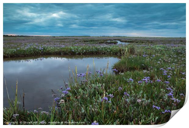 Wild flower display on the salt marsh Print by Stuart Hill