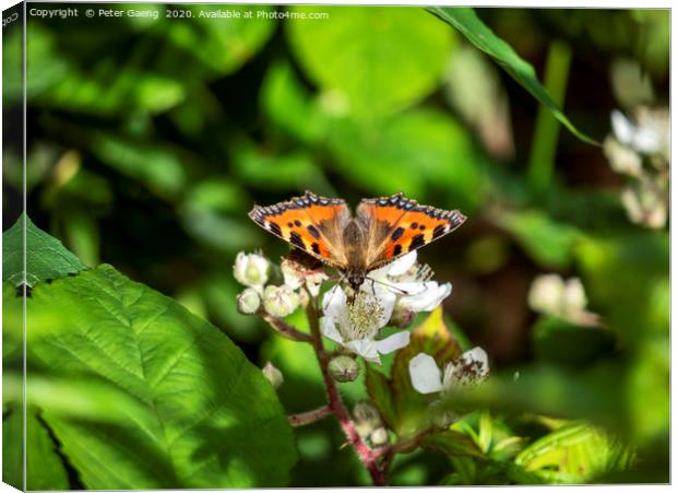 Orange butterfly  sitting on flowers Canvas Print by Peter Gaeng