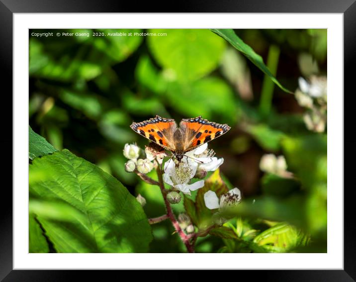 Orange butterfly  sitting on flowers Framed Mounted Print by Peter Gaeng