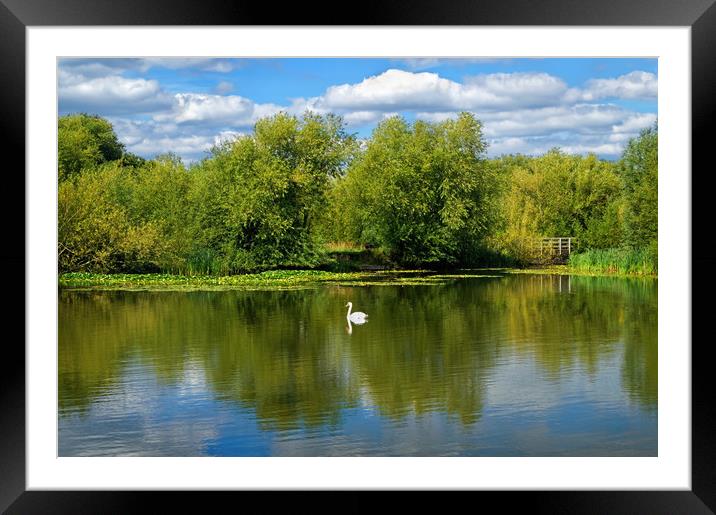 Swan Lake                              Framed Mounted Print by Darren Galpin