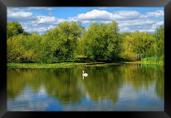 Swan Lake                              Framed Print by Darren Galpin