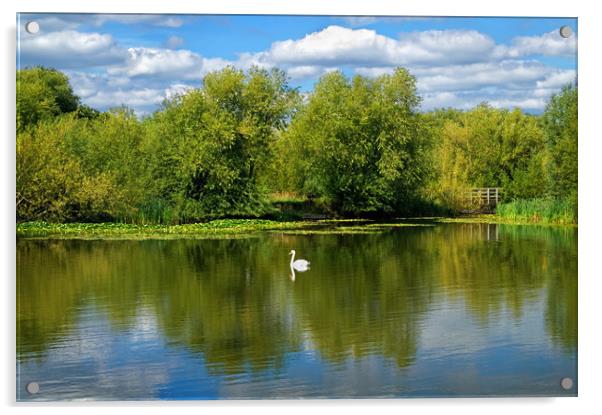 Swan Lake                              Acrylic by Darren Galpin