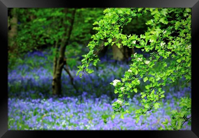 Bluebell Woods Morpeth Northumberland Framed Print by David Thompson